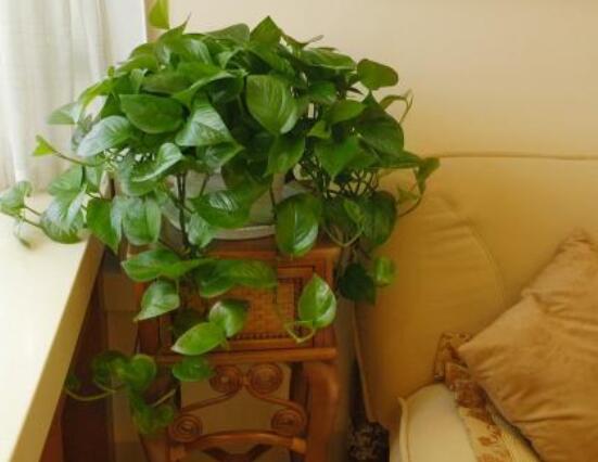 綠蘿能除甲醛嗎，能/凈化空氣、利于身心健康