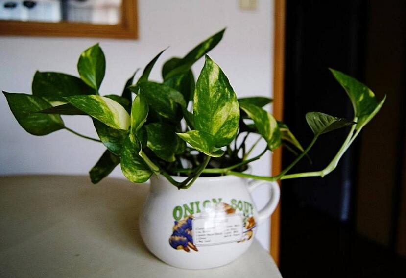 綠蘿修剪方法，不同類型有著不同的修剪方法