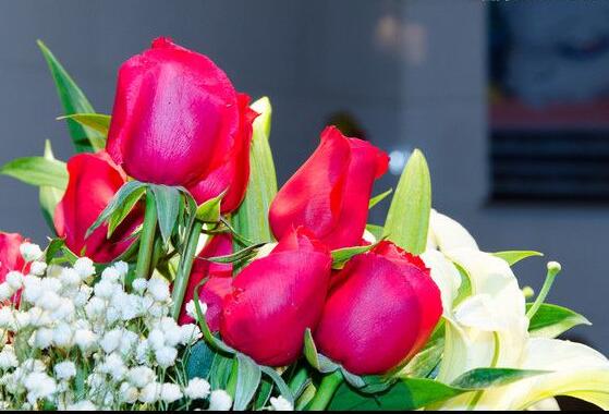 玫瑰花爛根了怎么辦，玫瑰花爛根解決辦法