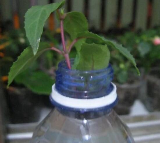 海棠花可以水培嗎，四季海棠的水插方法