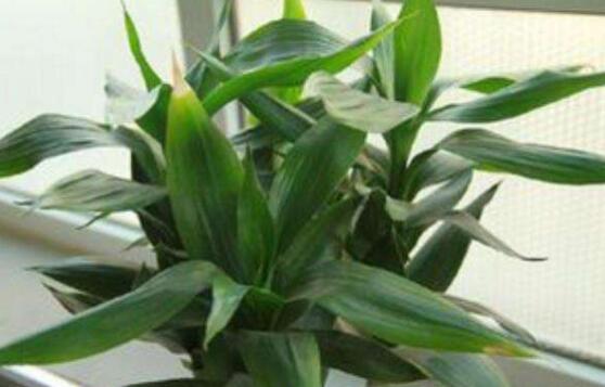 如何養(yǎng)好富貴竹，教你兩種最好養(yǎng)殖技巧(水養(yǎng)與土養(yǎng))