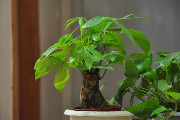 發(fā)財樹怎樣澆水不會死，發(fā)財樹四季澆水要點