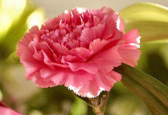 送康乃馨代表什么意思，代表著對(duì)母親深深的愛(ài)