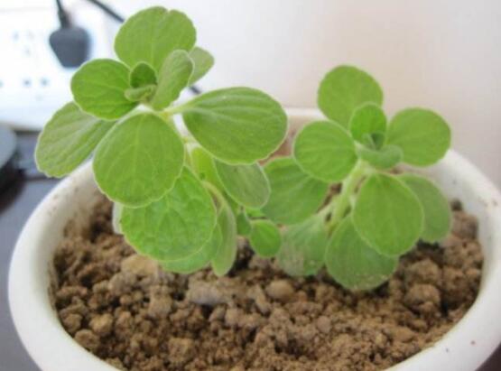 碰碰香的繁殖與養(yǎng)護(hù)，扦插繁殖存活率最高/肥水光照充足