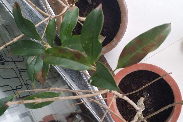 桂花葉子掉光還能活嗎，只要植株沒(méi)死就能夠救活