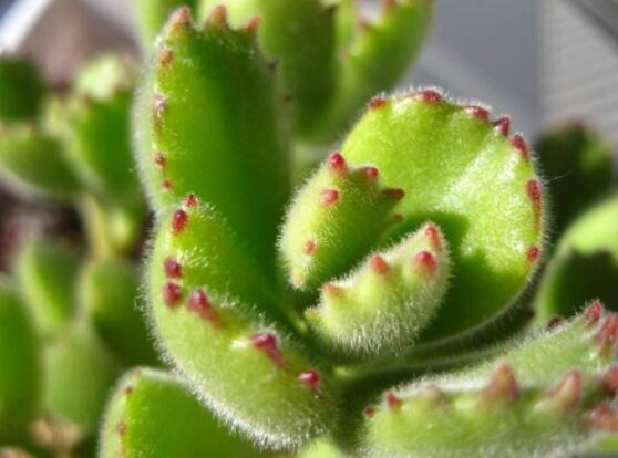 熊童子怎么養(yǎng)出紅爪子，保持足夠光照/做好澆水施肥