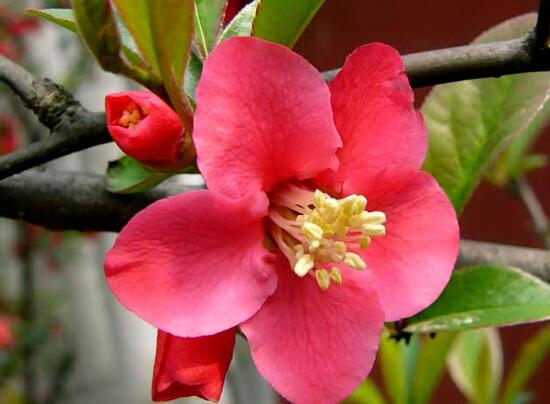 海棠花有毒嗎，海棠花能在室內(nèi)養(yǎng)嗎