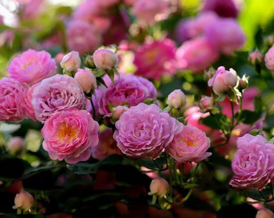 薔薇花的修剪方法，教你兩種最有效修剪技巧(花芽與花期)