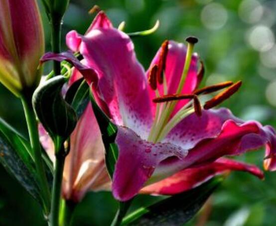 百合花開敗后從哪里剪，從殘花開始修剪保留球莖