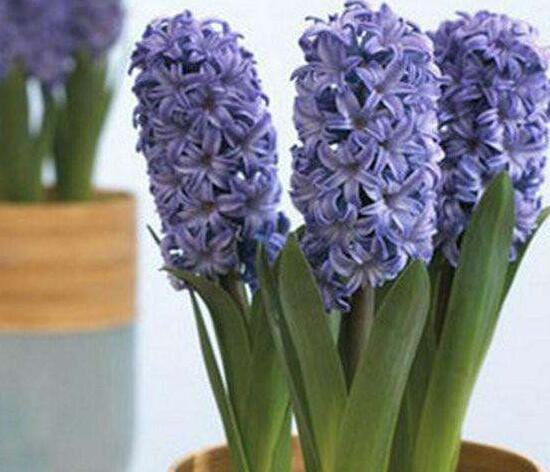 風(fēng)信子葉子發(fā)黃怎么辦，教你五種緊急處理方法