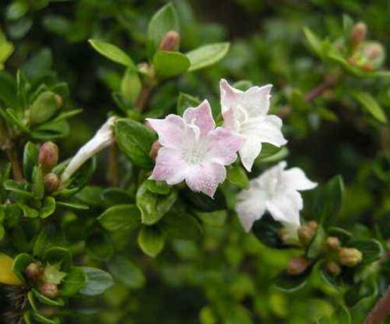 六月雪如何養(yǎng)，老農(nóng)總結(jié)最實用六大基本養(yǎng)殖方法