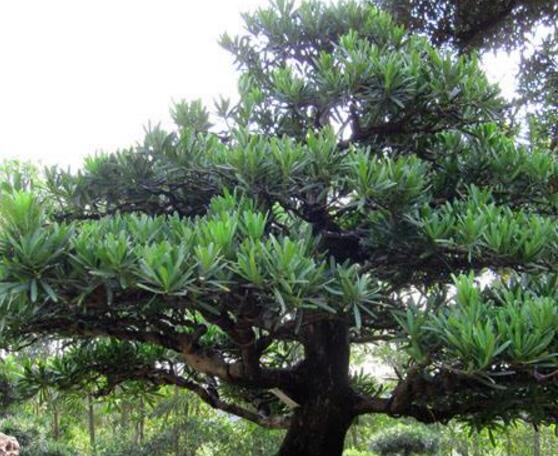 羅漢松怎么施肥，羅漢松施肥方法