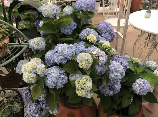 繡球花什么時候開花，繡球花一年開幾次花