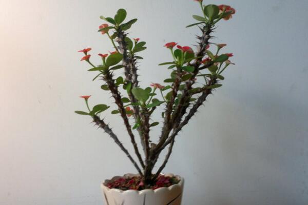 鐵海棠放家里有毒嗎，汁液帶有較強(qiáng)的毒性