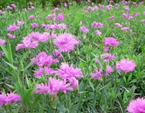 康乃馨一年開幾次花，一年只開一次花