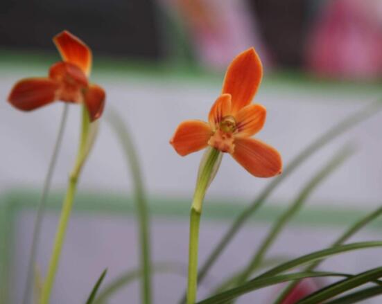 蘭花哪個(gè)品種最好，素冠荷鼎天價(jià)難買(鎮(zhèn)園之寶)