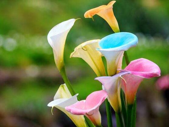 馬蹄蓮能凈化空氣嗎，能/釋放出氧氣、分解出毒素