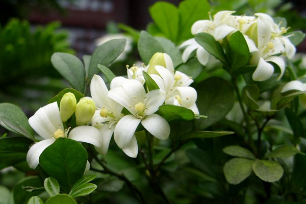 九里香快速粗枝，保證光照、養(yǎng)分充足