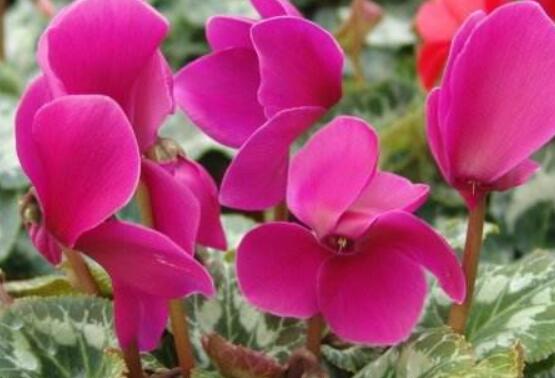 仙客來葉子嚴重發(fā)黃，老農(nóng)總結(jié)最直觀三種解決辦法