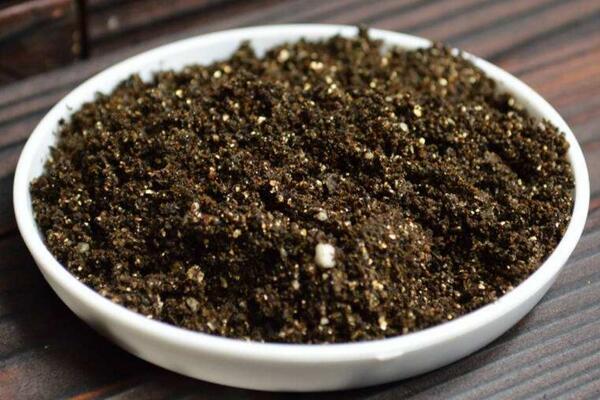 馬蹄蓮種球怎么種植，種植步驟以及前期養(yǎng)護(hù)技巧