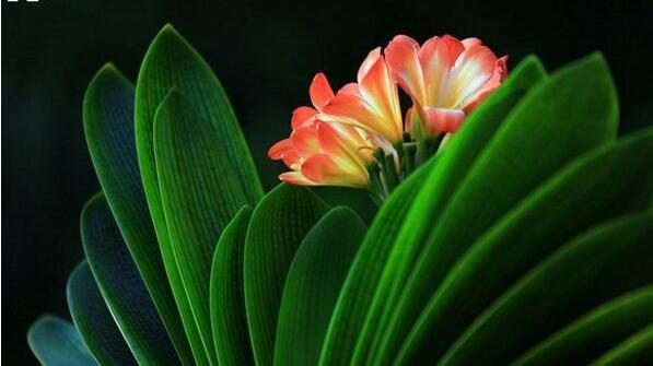 君子蘭養(yǎng)幾年才開花，養(yǎng)護得當年年都可以開花