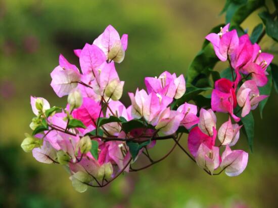 三角梅不開花，教你三種原因以及解決辦法