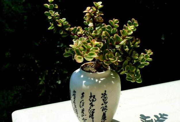 雅樂之舞的寓意，翩翩起舞的優(yōu)美姿態(tài)