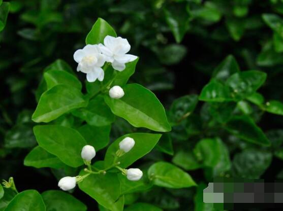 茉莉花掉葉子怎么辦，四種原因以及解決辦法