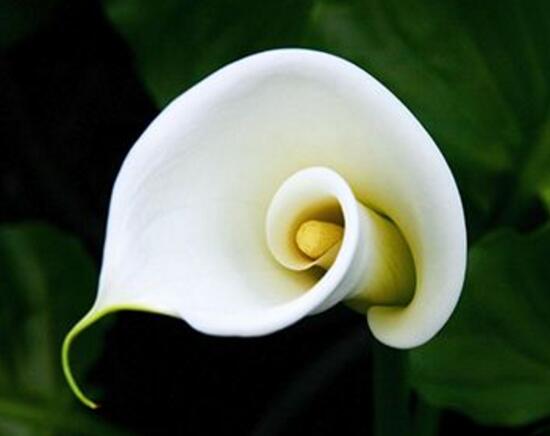 馬蹄蓮怎么施肥，馬蹄蓮的施肥方法