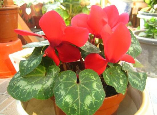 仙客來(lái)葉子為什么發(fā)軟，仙客來(lái)葉子發(fā)軟怎么辦