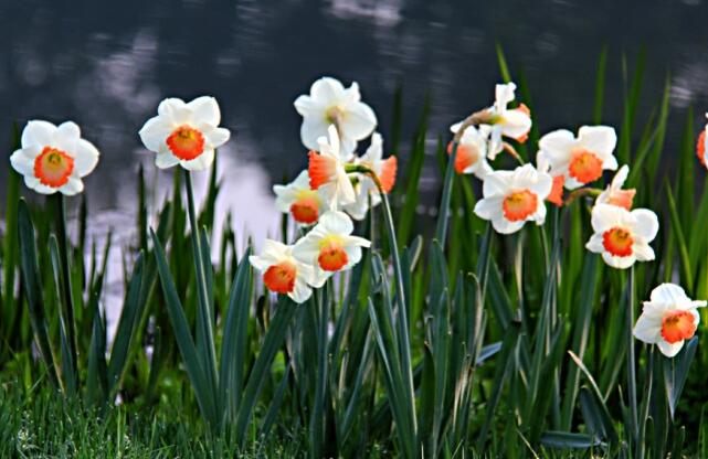 洋水仙有毒嗎（有毒），食用會導致腹痛腹瀉
