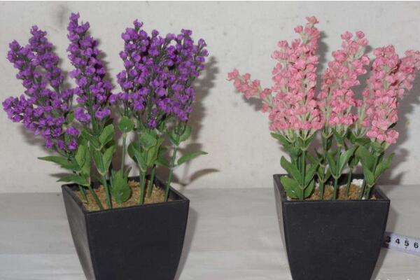 薰衣草的花期怎么養(yǎng)護(hù)，適當(dāng)澆水并保證光照充裕