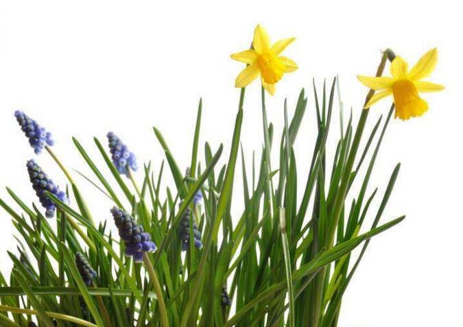 水仙花和蘭花區(qū)別，搞清這幾點不怕種錯