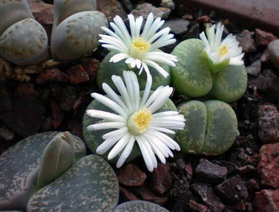 生石花家庭養(yǎng)護(hù)，老農(nóng)總結(jié)最實(shí)用五大要點(diǎn)