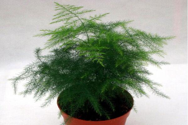 文竹泡水里能長根嗎，文竹水培方法介紹