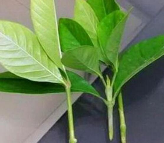 桅子花怎么扦插，老農(nóng)總結(jié)兩大扦插繁殖方法(水插與土插)