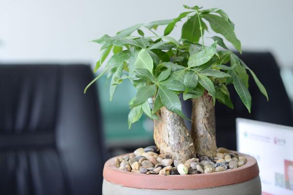 發(fā)財樹怎樣澆水不會死，發(fā)財樹四季澆水要點