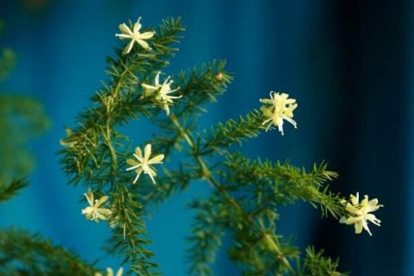 文竹開花有什么兆頭，象征著永恒