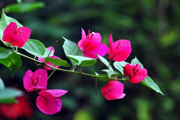 三角梅根系發(fā)達嗎