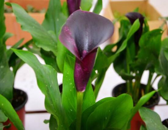 紫色馬蹄蓮花語是什么，代表著一種單純的愛