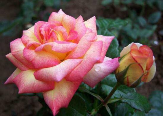 月季花花期是什么時(shí)候，月季花什么時(shí)候開花