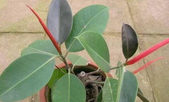 橡皮樹掉葉子還會(huì)長嗎，只要不死就會(huì)繼續(xù)生長(做好養(yǎng)護(hù)管理)