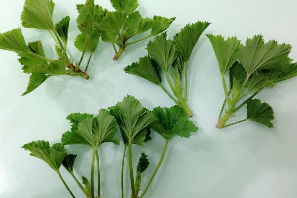 家天竺葵怎樣繁殖，建議使用扦插繁殖（成活率最高）