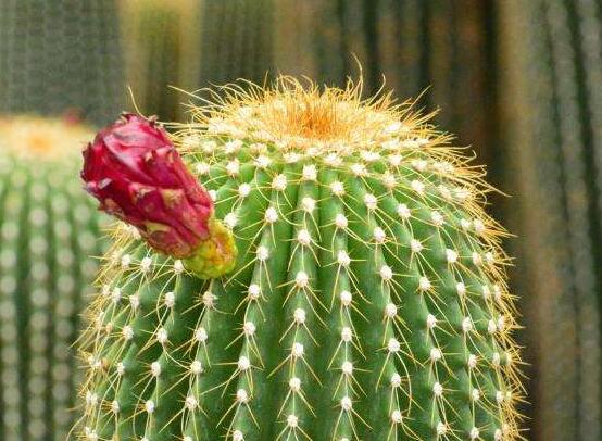 怎樣養(yǎng)仙人球容易開花，記住五個要點花開爆盆