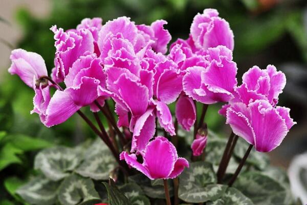 仙客來花期過后怎么辦，花期過后正確的處理方法