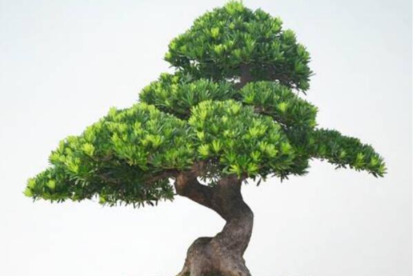 羅漢松盆景圖片欣賞，習(xí)性、分布以及作用