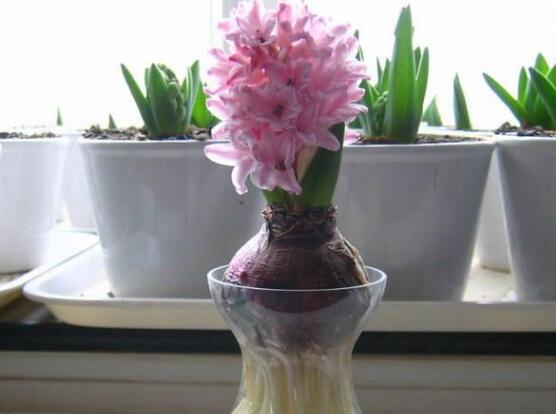 風(fēng)信子水培方法，風(fēng)信子簡(jiǎn)單易學(xué)的四大水培步驟