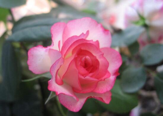 月季花怎么養(yǎng)，月季花的養(yǎng)殖方法