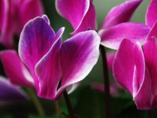 仙客來的養(yǎng)殖方法和注意事項大全，老農(nóng)總結(jié)七大基本養(yǎng)殖方法