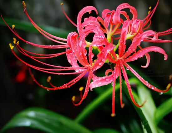 彼岸花有毒嗎，誤食出現(xiàn)呼吸困難、心跳加快(微毒)